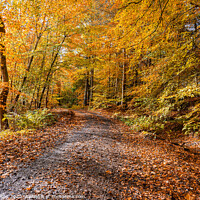 Buy canvas prints of Woodland Muddy Footpath in Autumn by Dave Collins