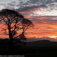 Buy canvas prints of A tree silhouette at sunrise, Scotland by Dave Collins