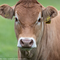Buy canvas prints of Single cow portrait by Dave Collins