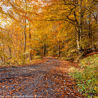 Buy canvas prints of Woodland Muddy Footpath in Autumn by Dave Collins