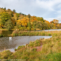 Buy canvas prints of Hen Poo, Lake, Duns, Scotland by Dave Collins