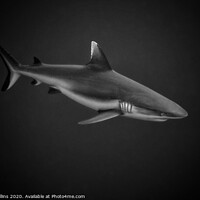 Buy canvas prints of White Tipped Reef Shark by Dave Collins
