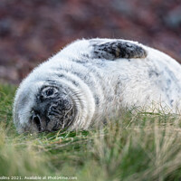 Buy canvas prints of Young Seal resting on a grass beach at St Abbs Head, Scotland by Dave Collins