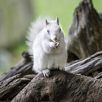 Buy canvas prints of  Albino Gray Squirrel / Albino Grey Squirrel by Dave Collins