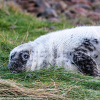 Buy canvas prints of Young Seal resting on a grass beach at St Abbs Head, Scotland by Dave Collins