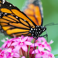 Buy canvas prints of Monarch butterfly by Dave Collins