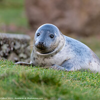 Buy canvas prints of Young Seal playing at St Abbs Head, Scotland by Dave Collins