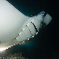 Buy canvas prints of Manta Ray in the Maldives feeding at night by Dave Collins
