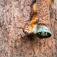 Buy canvas prints of Red Squirrel on a peanut bird feeder by Dave Collins
