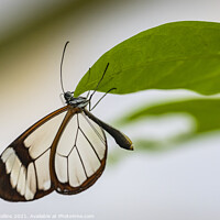 Buy canvas prints of Glasswing Butterfly by Dave Collins