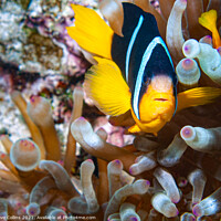 Buy canvas prints of Anemone Clown Fish, Musandam, Oman by Dave Collins