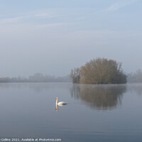 Buy canvas prints of A Lone Swan on a still lake by Dave Collins