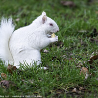Buy canvas prints of Albino Gray Squirrel / Albino Grey Squirrel by Dave Collins