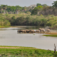 Buy canvas prints of Elephant Crossing by Dave Collins