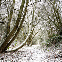 Buy canvas prints of Snow Covered Footpath, Scottish Borders, United Kingdom by Dave Collins