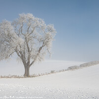 Buy canvas prints of Tree in snow covered farmland in low lying mist, Scottish Borders  by Dave Collins