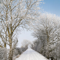 Buy canvas prints of Snow Covered footpath (on disused railway) in the Scottish Borders by Dave Collins