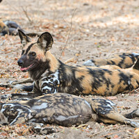 Buy canvas prints of African Hunting Dogs, Resting after after hunt in the Selous Game Reserve, Tanzania by Dave Collins