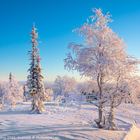 Buy canvas prints of snow and frost covered trees, Lapland, Finland by Dave Collins