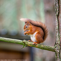 Buy canvas prints of  Red Squirrel Feeding by Dave Collins