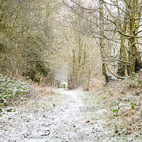Buy canvas prints of Snow Covered Footpath, Scottish Borders, United Ki by Dave Collins