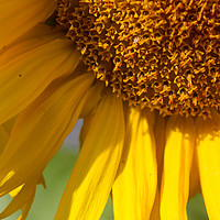 Buy canvas prints of Sunflower  by Mark Perry