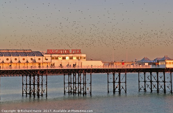 Starlings over Brighton Pier Picture Board by Richard Harris