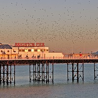 Buy canvas prints of Starlings over Brighton Pier by Richard Harris