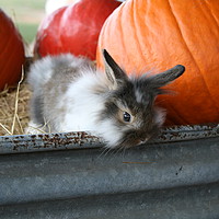Buy canvas prints of Bunny and Pumpkins by Elliott Strom
