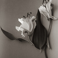 Buy canvas prints of White lily by Larisa Siverina