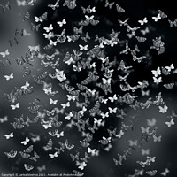 Buy canvas prints of Night butterflies by Larisa Siverina