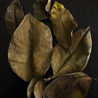 Buy canvas prints of Ficus leaves by Larisa Siverina