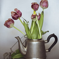 Buy canvas prints of Tulips Still Life  by Larisa Siverina