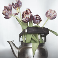 Buy canvas prints of Tulip bouquet by Larisa Siverina