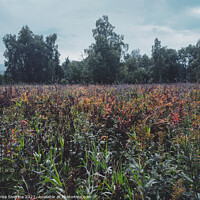 Buy canvas prints of Outdoor field by Larisa Siverina