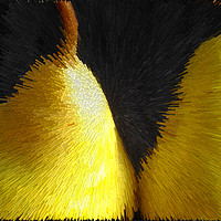 Buy canvas prints of Abstract yellow pears on a black background by Larisa Siverina