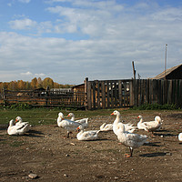 Buy canvas prints of Geese, rural landscape by Larisa Siverina