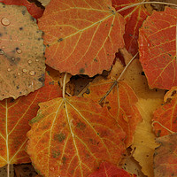 Buy canvas prints of Autumn leaves by Larisa Siverina