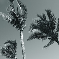 Buy canvas prints of Palm trees by Larisa Siverina