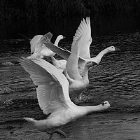 Buy canvas prints of Geese on the river by Larisa Siverina