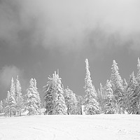 Buy canvas prints of Winter landscape. by Larisa Siverina