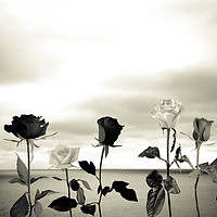 Buy canvas prints of Black roses against sea by Larisa Siverina