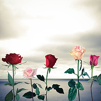 Buy canvas prints of Roses and sea by Larisa Siverina
