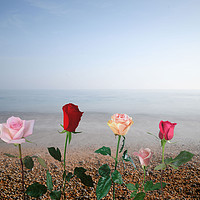 Buy canvas prints of Roses against sea by Larisa Siverina