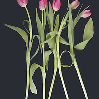 Buy canvas prints of Pink tulips on black background by Larisa Siverina