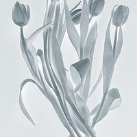 Buy canvas prints of Transparent tulips by Larisa Siverina