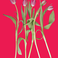 Buy canvas prints of Tulips on pink background by Larisa Siverina