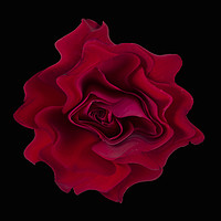 Buy canvas prints of Abstract red rose by Larisa Siverina