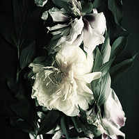 Buy canvas prints of White peonies on black background by Larisa Siverina