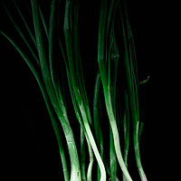 Buy canvas prints of Green onion by Larisa Siverina